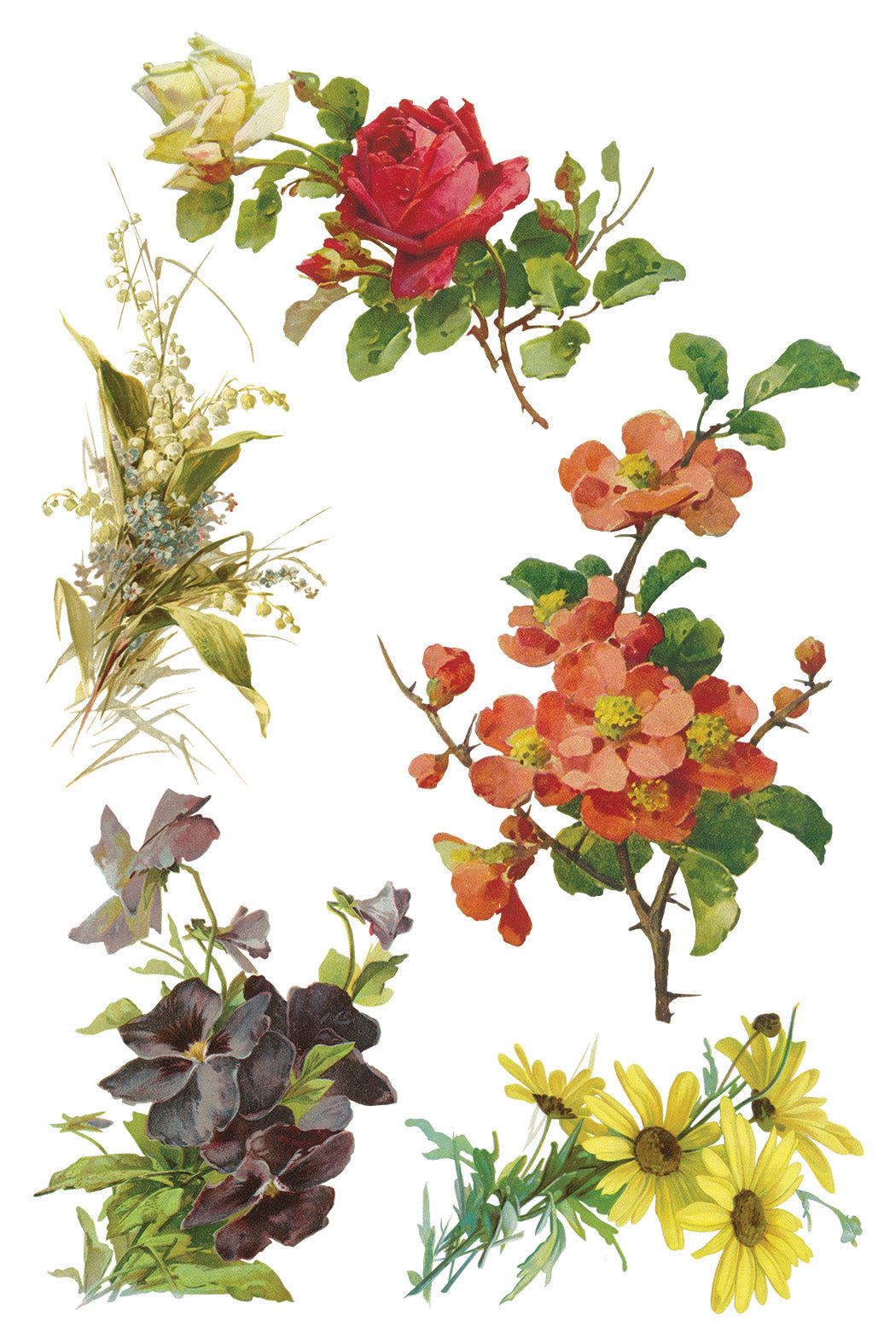 Transfer | CATHARINA | IOD Iron Orchid Designs