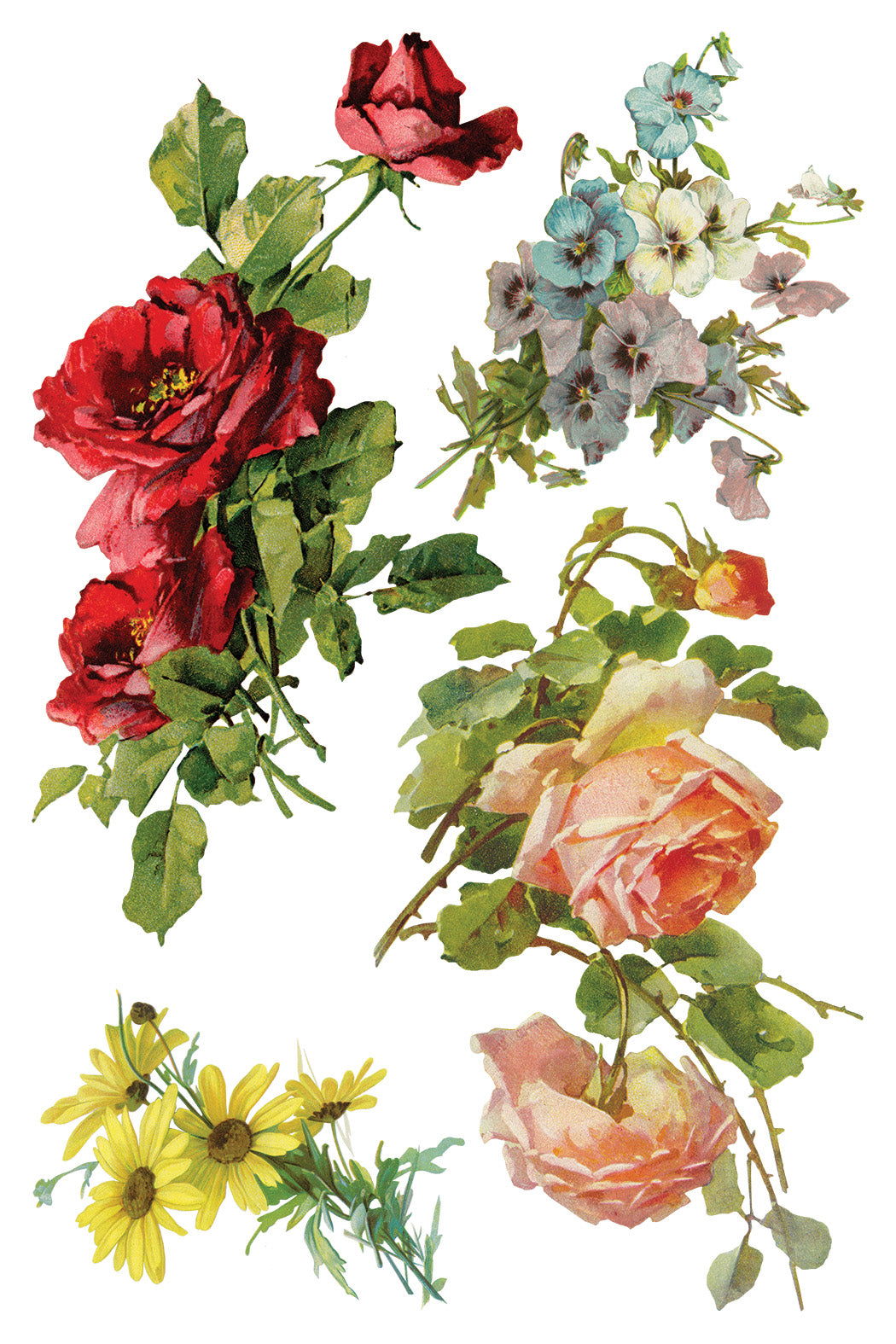 Transfer | CATHARINA | IOD Iron Orchid Designs
