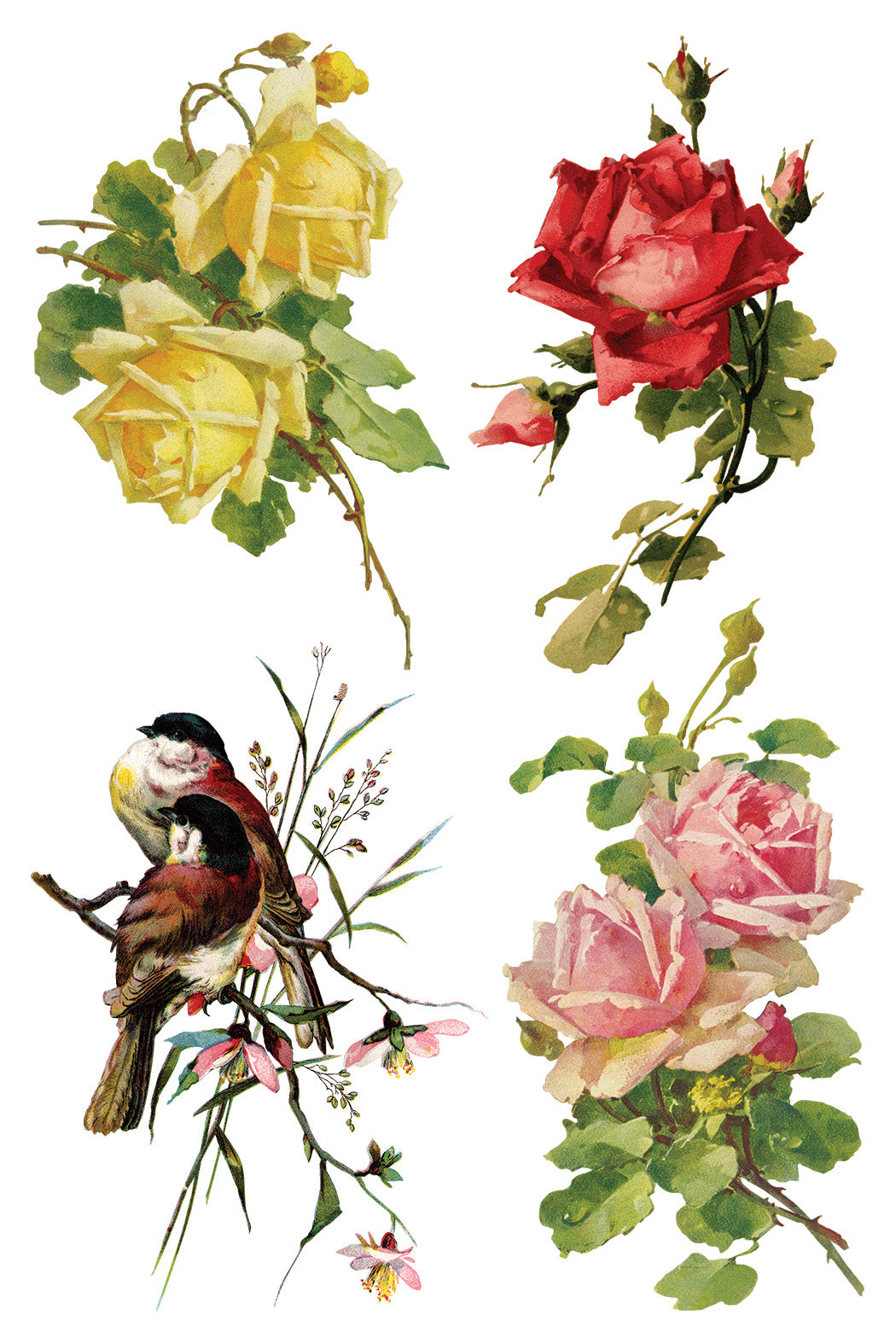 Transfer | CATHARINA | IOD Iron Orchid Designs