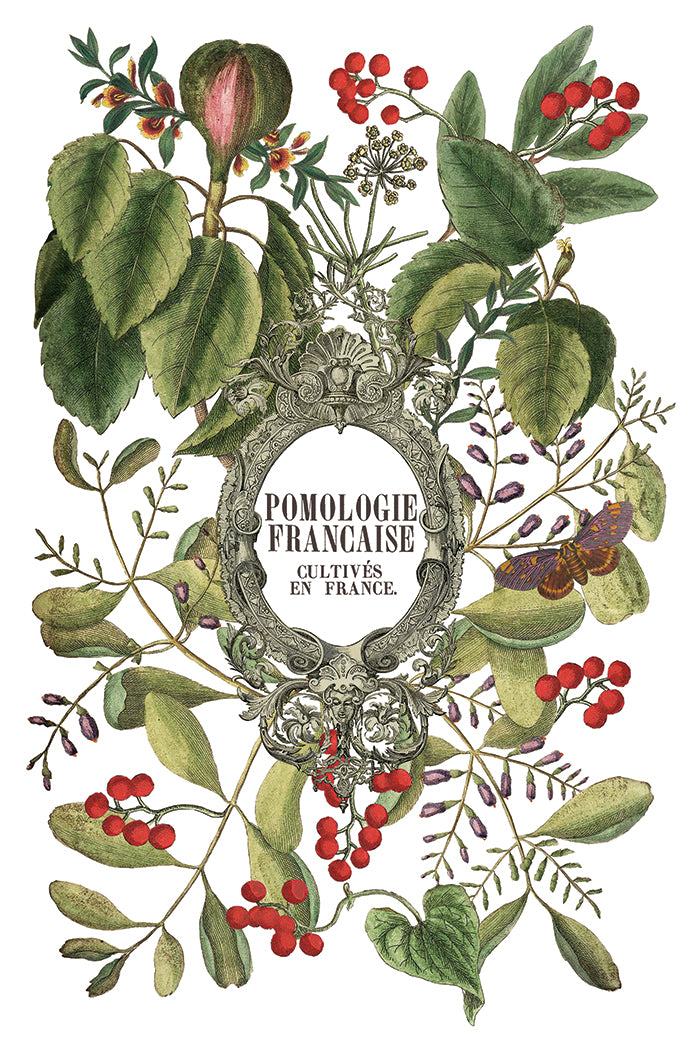 Transfer | CLEMENTINE | IOD Iron Orchid Designs