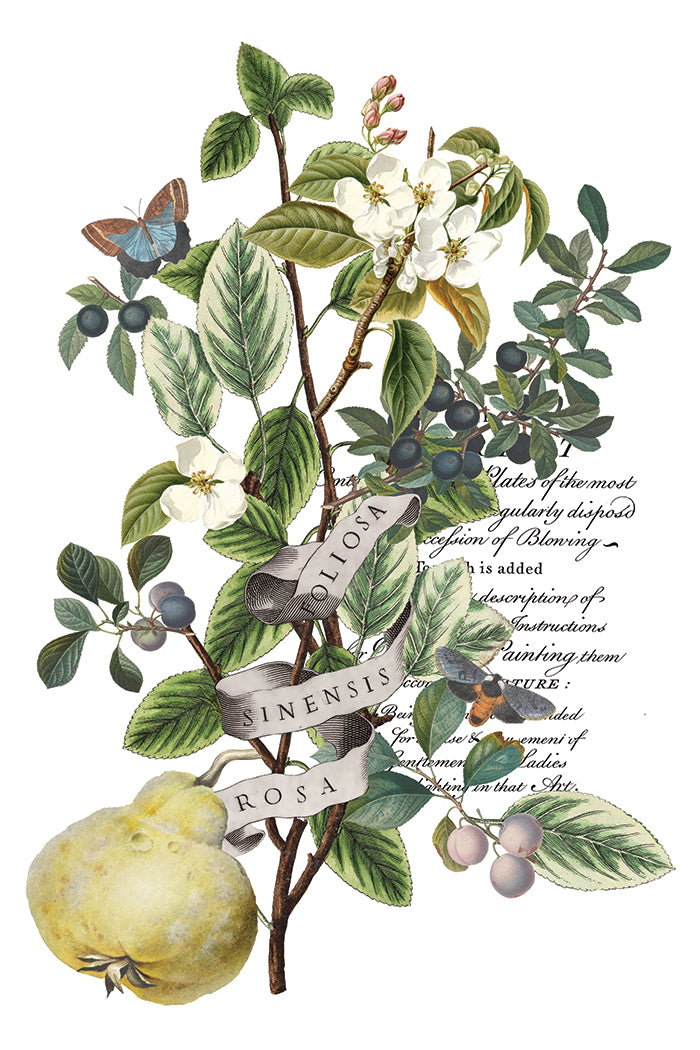 Transfer | CLEMENTINE | IOD Iron Orchid Designs