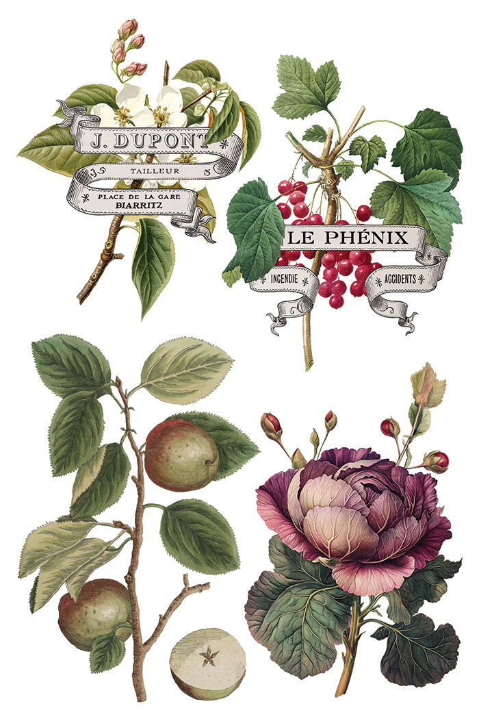 Transfer | CLEMENTINE | IOD Iron Orchid Designs