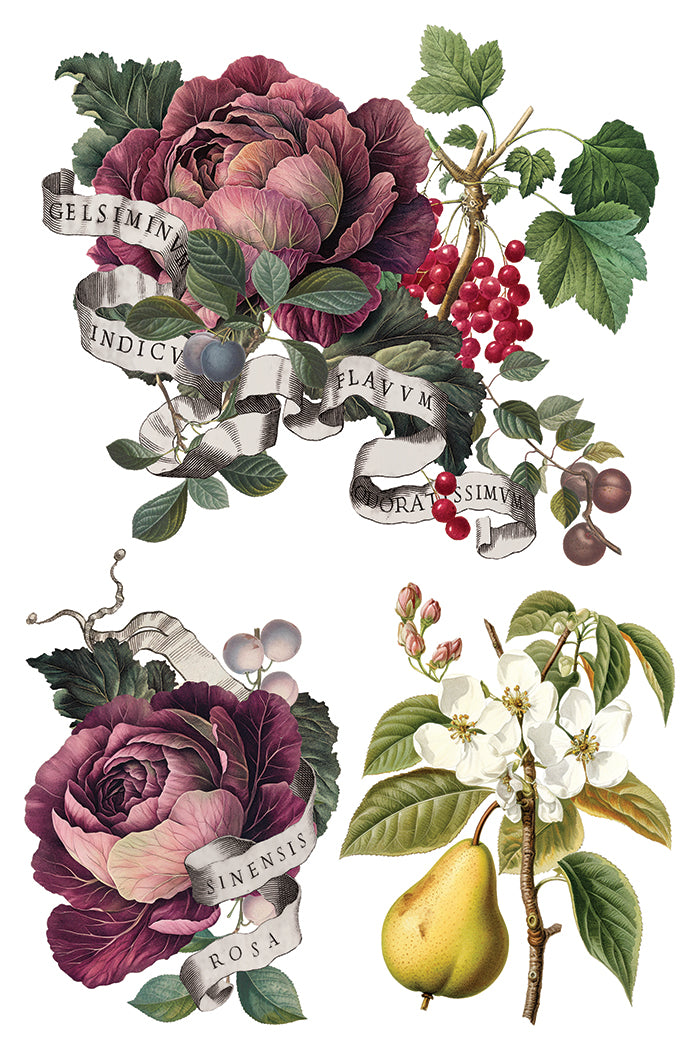 Transfer | CLEMENTINE | IOD Iron Orchid Designs