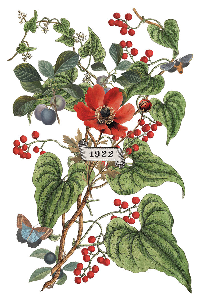 Transfer | CLEMENTINE | IOD Iron Orchid Designs