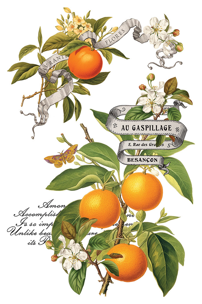 Transfer | CLEMENTINE | IOD Iron Orchid Designs