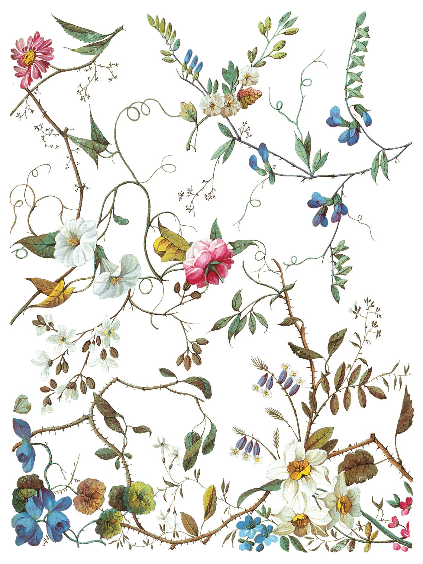 Transfer | LOST GARDEN | IOD Iron Orchid Designs