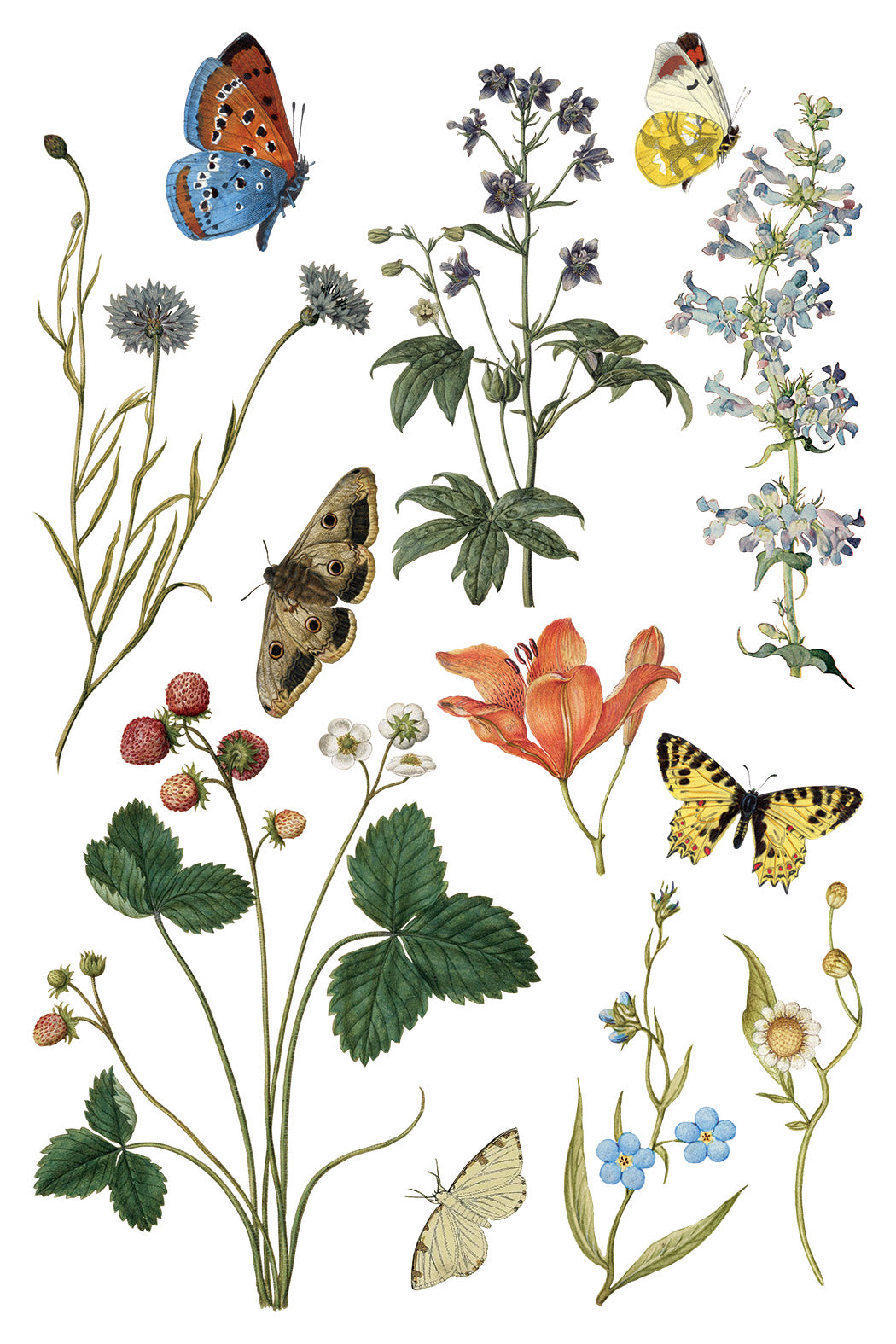 Transfer | WILDE BLOEMEN | IOD Iron Orchid Designs