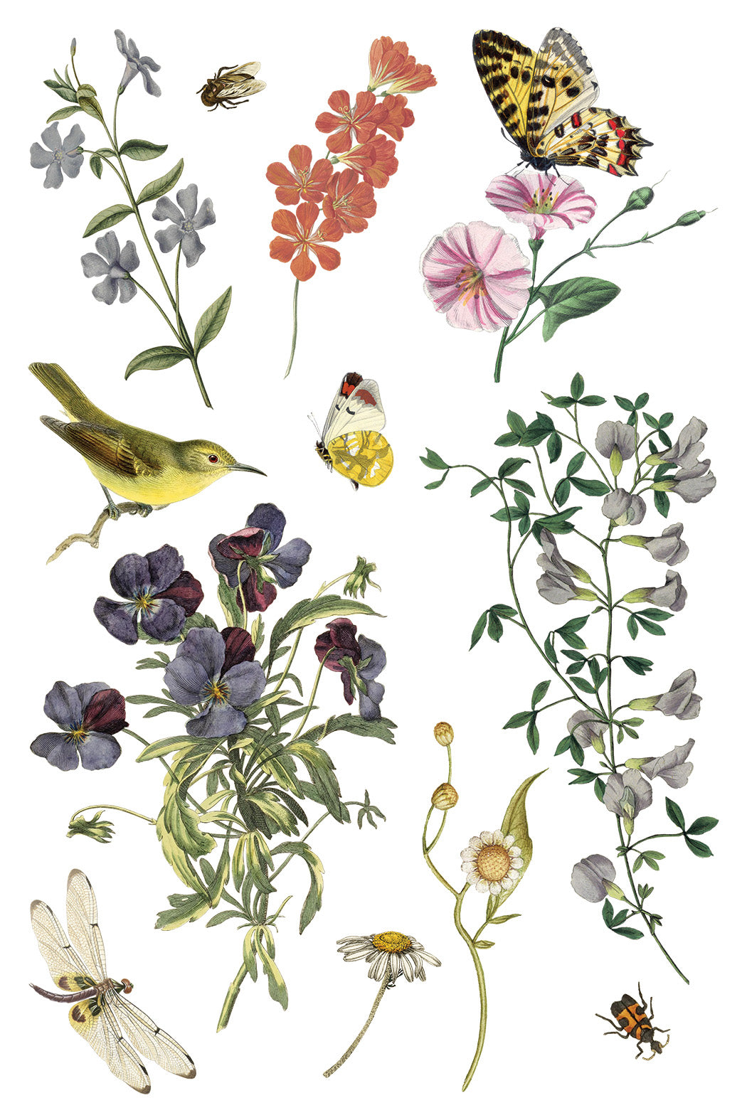 Transfer | WILDE BLOEMEN | IOD Iron Orchid Designs