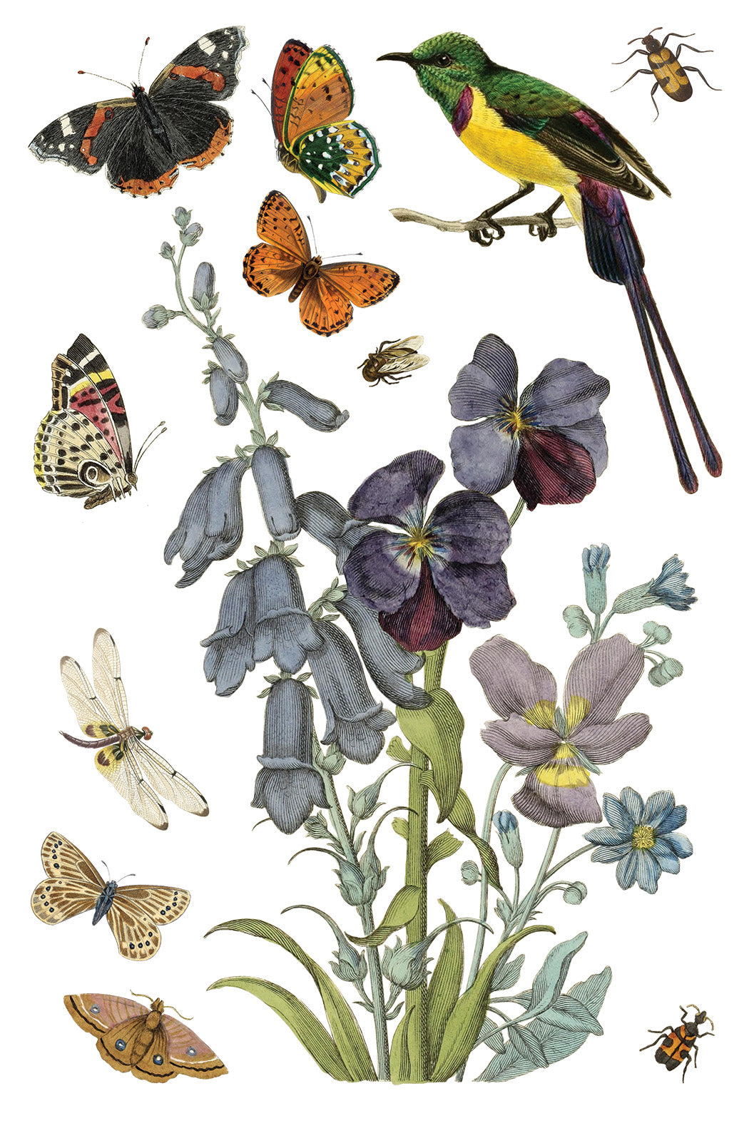 Transfer | WILDE BLOEMEN | IOD Iron Orchid Designs