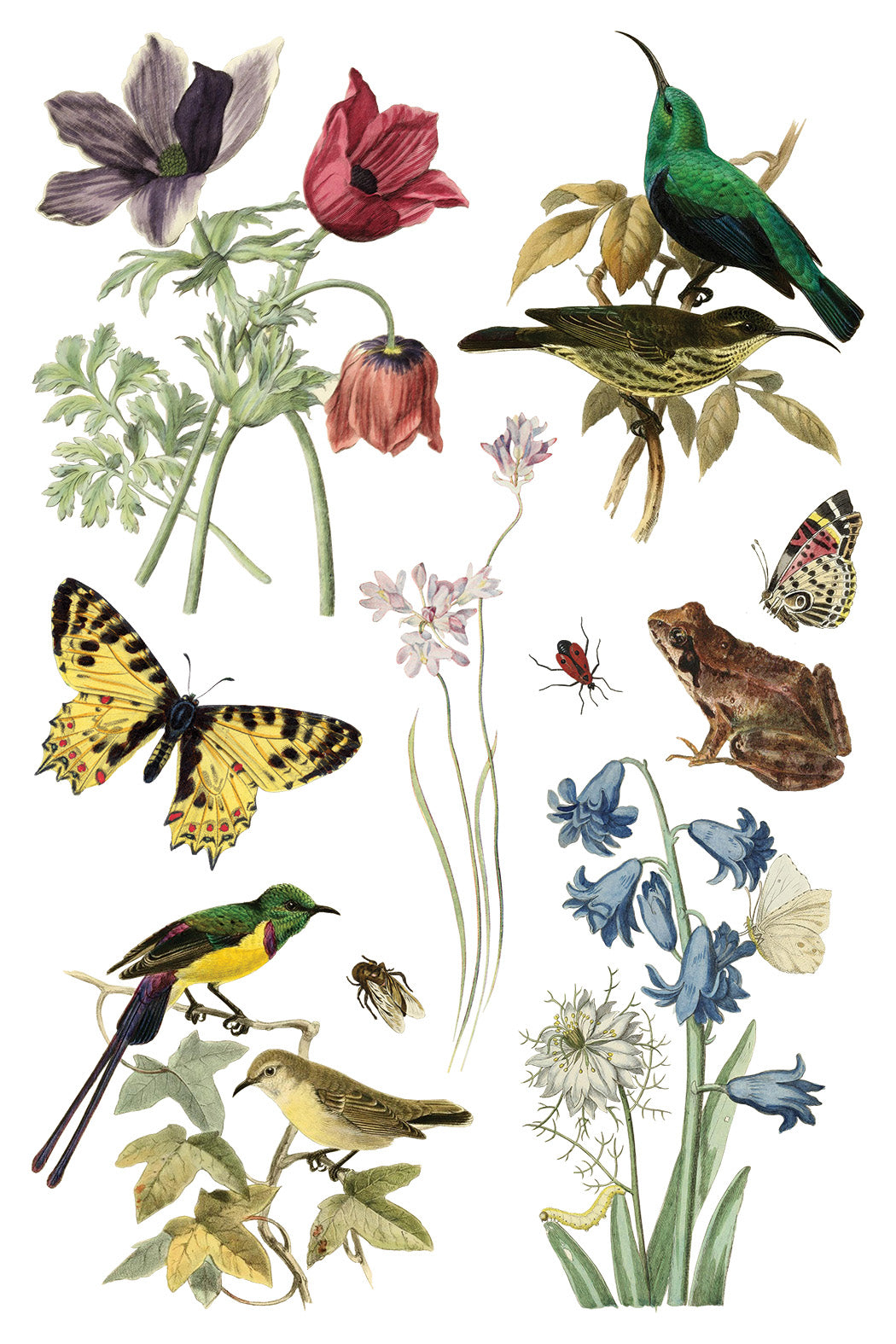 Transfer | WILDE BLOEMEN | IOD Iron Orchid Designs