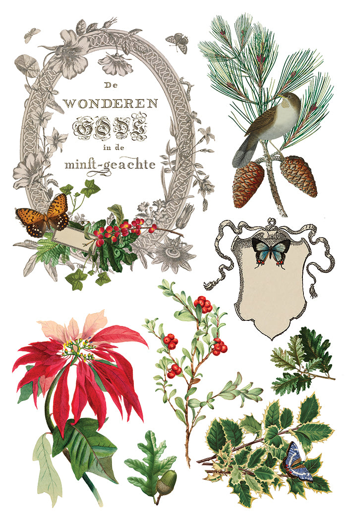 Transfer | WINTER BOTANIST | IOD Iron Orchid Designs