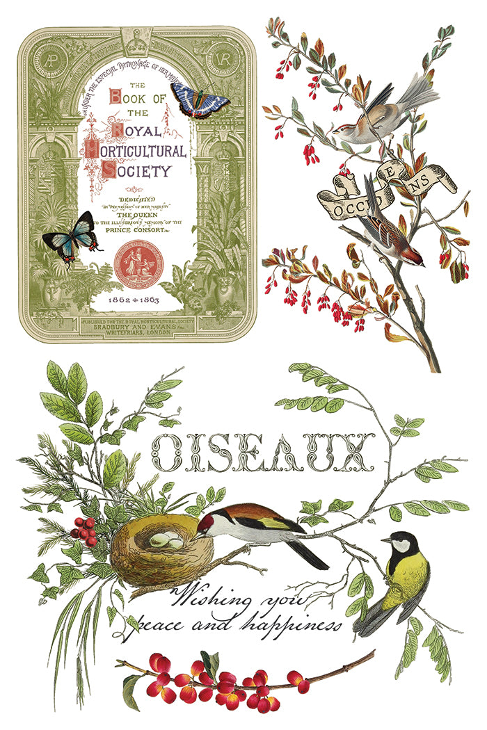 Transfer | WINTER BOTANIST | IOD Iron Orchid Designs