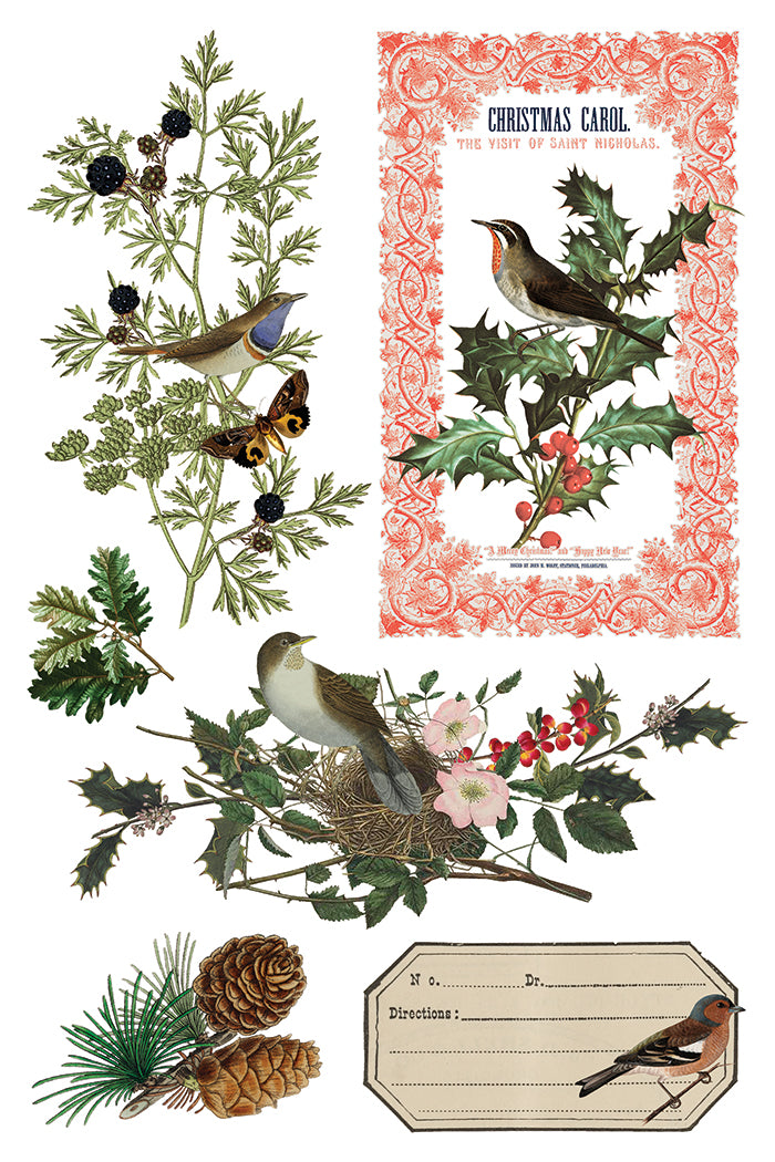 Transfer | WINTER BOTANIST | IOD Iron Orchid Designs
