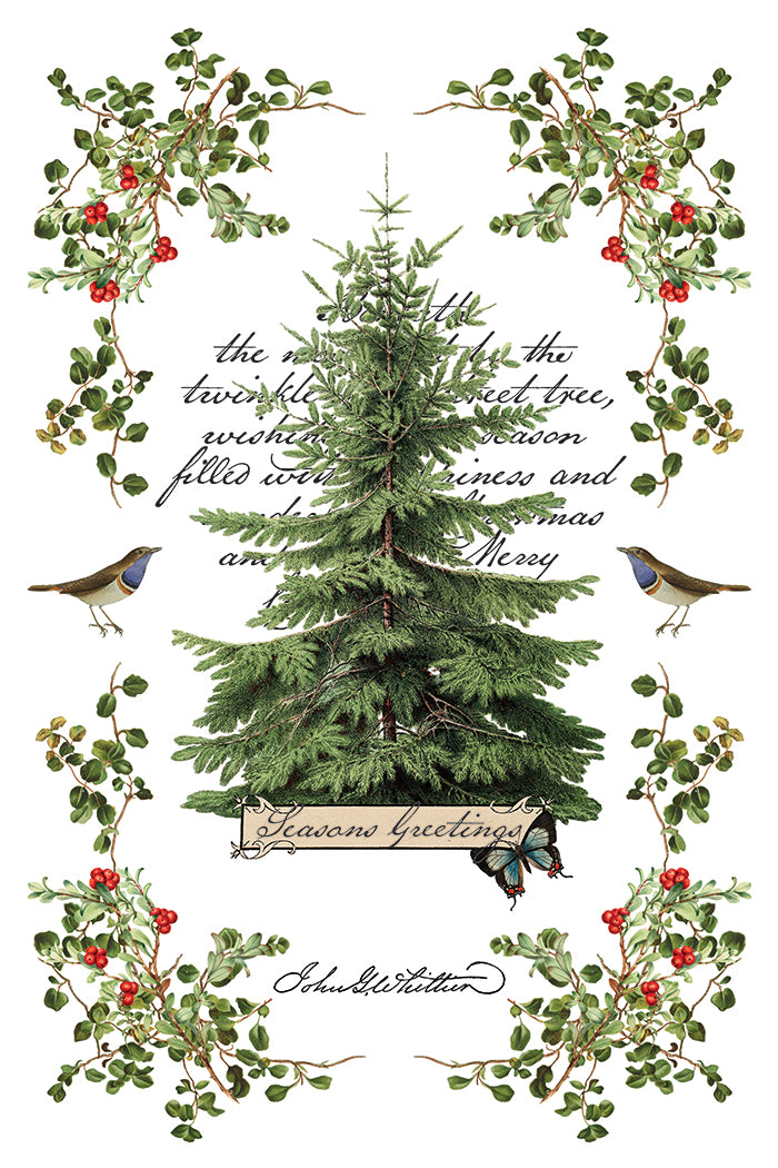 Transfer | WINTER BOTANIST | IOD Iron Orchid Designs