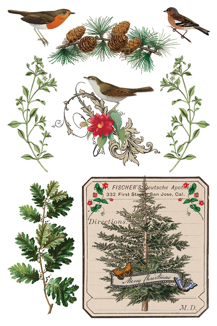 Transfer | WINTER BOTANIST | IOD Iron Orchid Designs