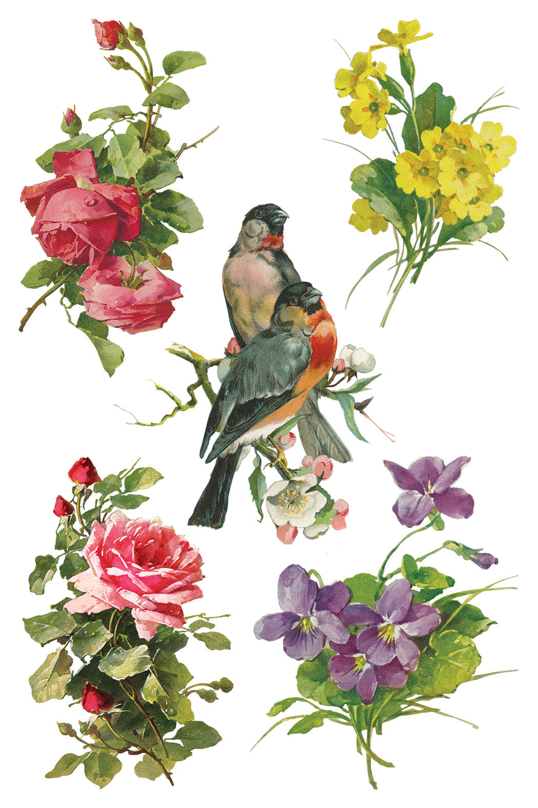 Transfer | CATHARINA | IOD Iron Orchid Designs