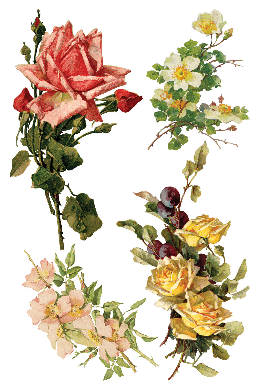 Transfer | CATHARINA | IOD Iron Orchid Designs