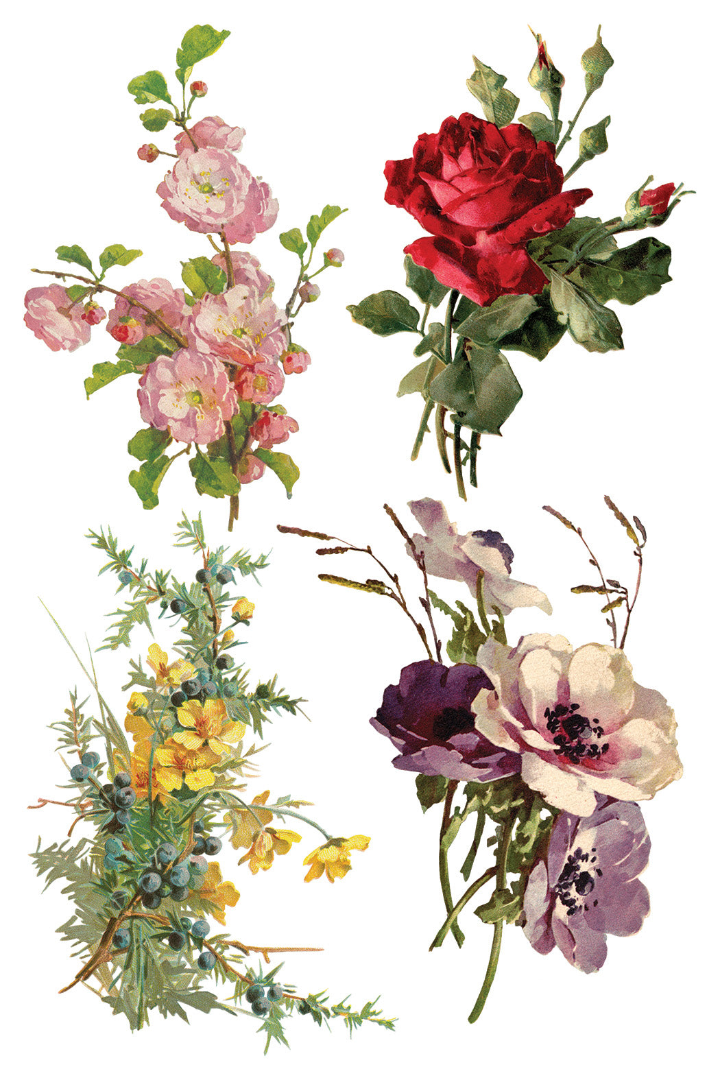 Transfer | CATHARINA | IOD Iron Orchid Designs