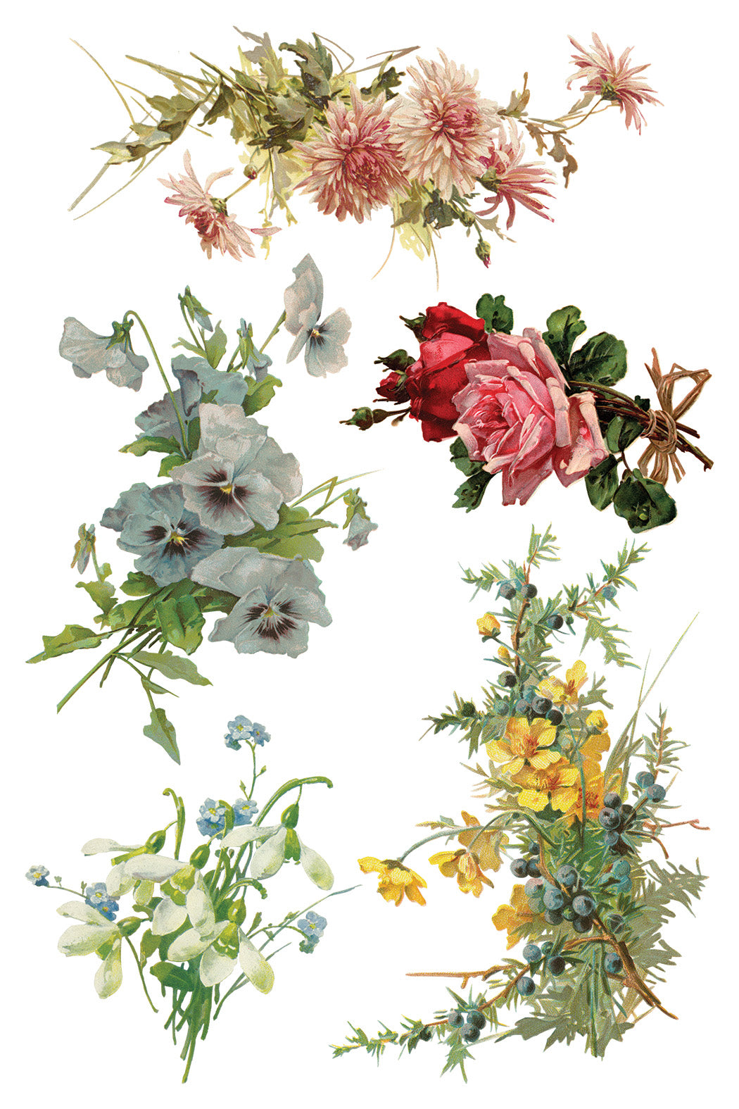 Transfer | CATHARINA | IOD Iron Orchid Designs