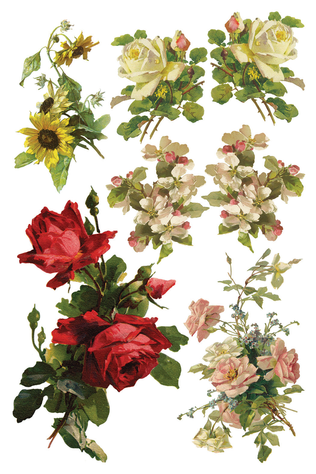 Transfer | CATHARINA | IOD Iron Orchid Designs