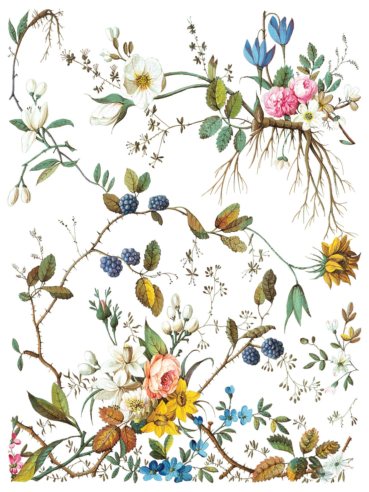 Transfer | LOST GARDEN | IOD Iron Orchid Designs