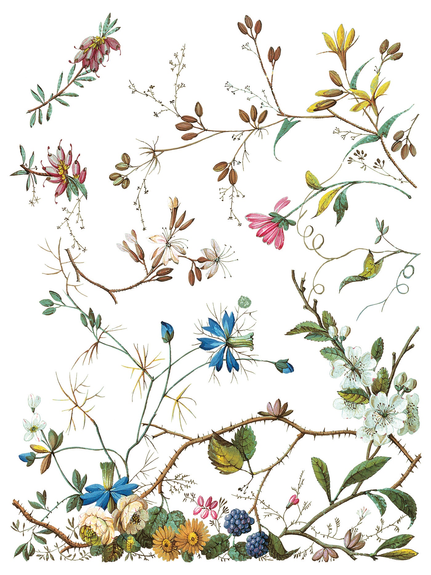 Transfer | LOST GARDEN | IOD Iron Orchid Designs