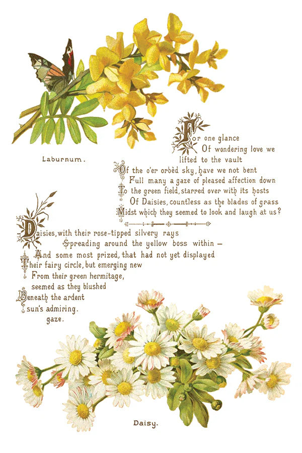 Transfer | LOVER OF FLOWERS | IOD Iron Orchid Designs