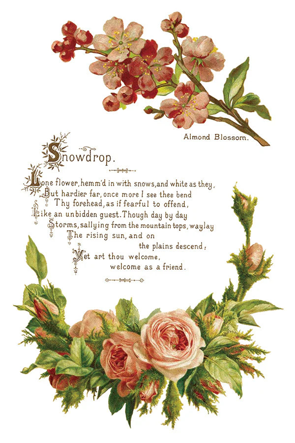 Transfer | LOVER OF FLOWERS | IOD Iron Orchid Designs