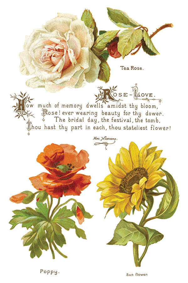 Transfer | LOVER OF FLOWERS | IOD Iron Orchid Designs
