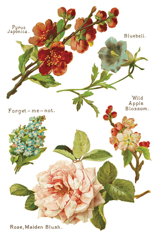 Transfer | LOVER OF FLOWERS | IOD Iron Orchid Designs