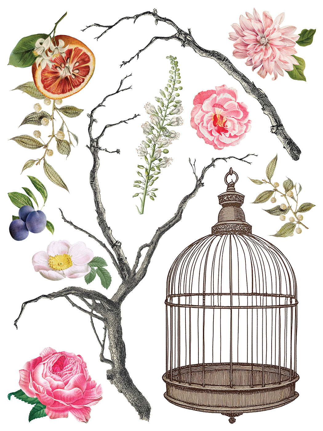 Transfer | MENAGERIE | IOD Iron Orchid Designs