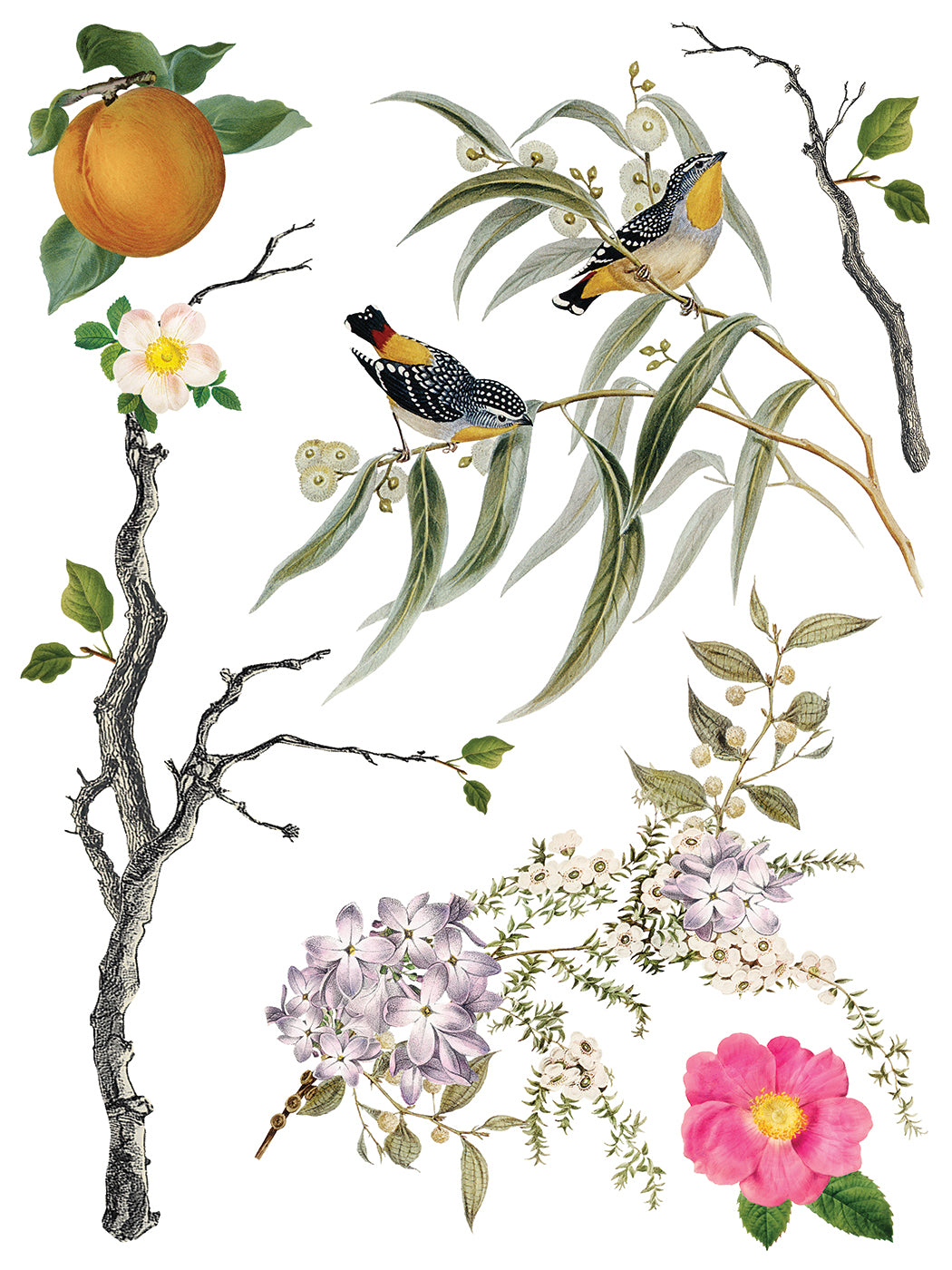 Transfer | MENAGERIE | IOD Iron Orchid Designs