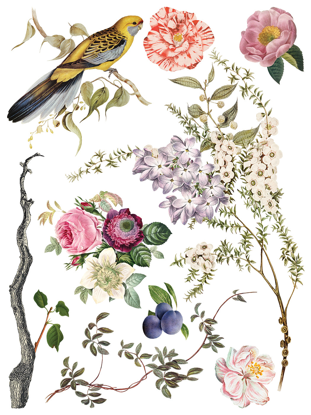 Transfer | MENAGERIE | IOD Iron Orchid Designs