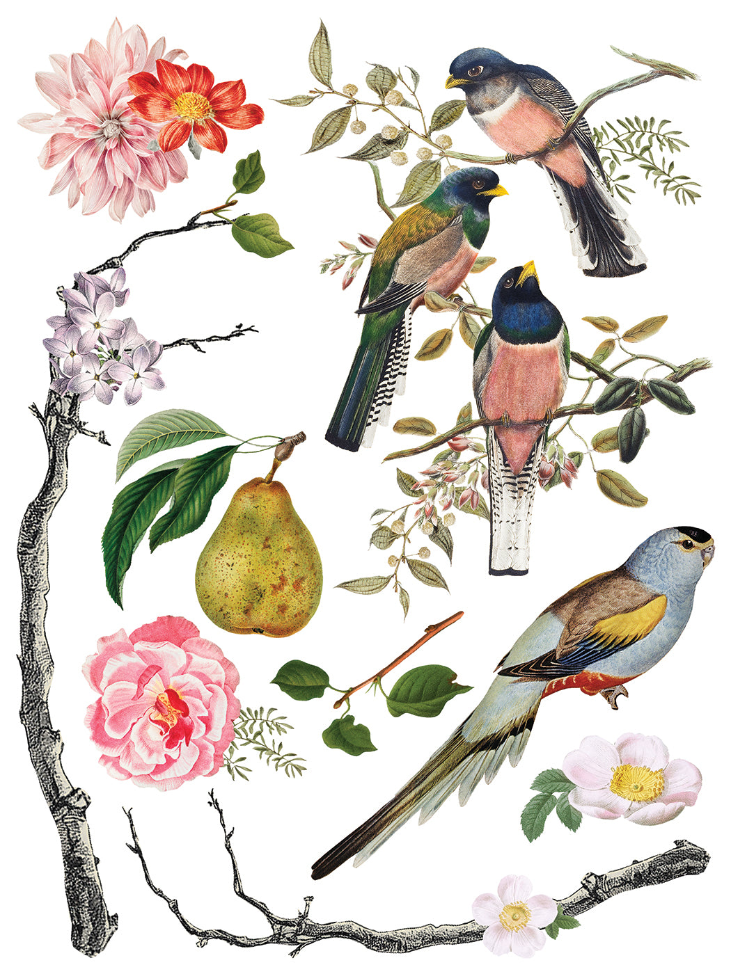 Transfer | MENAGERIE | IOD Iron Orchid Designs