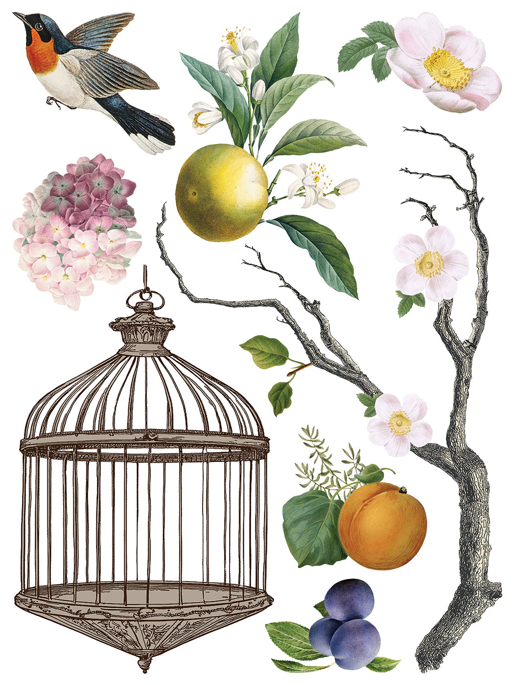 Transfer | MENAGERIE | IOD Iron Orchid Designs