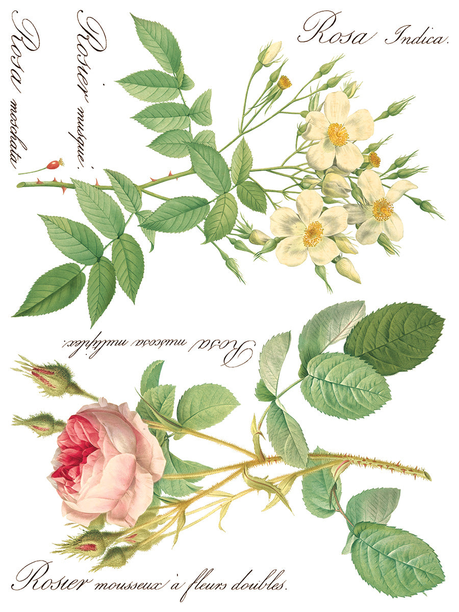Transfer | ROSE BOTANICAL | IOD Iron Orchid Designs