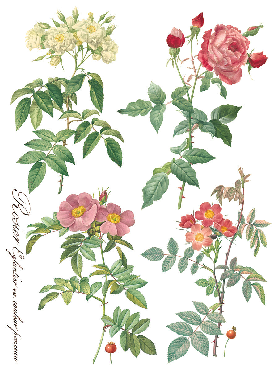 Transfer | ROSE BOTANICAL | IOD Iron Orchid Designs