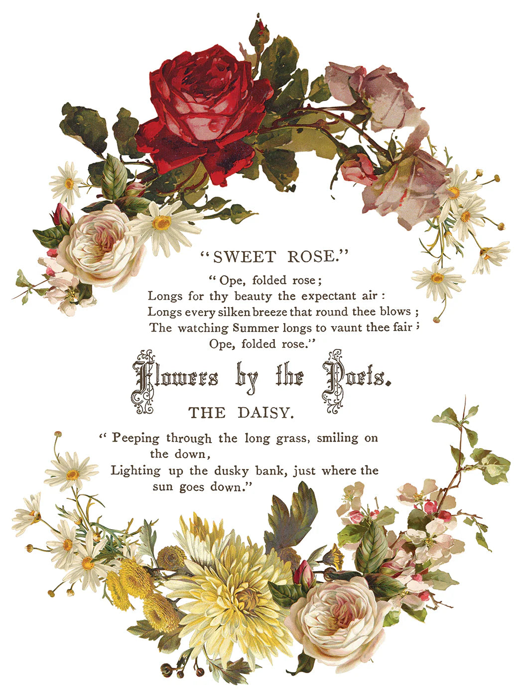 Transfer | FLOWERS BY THE POETS | IOD Iron Orchid Designs