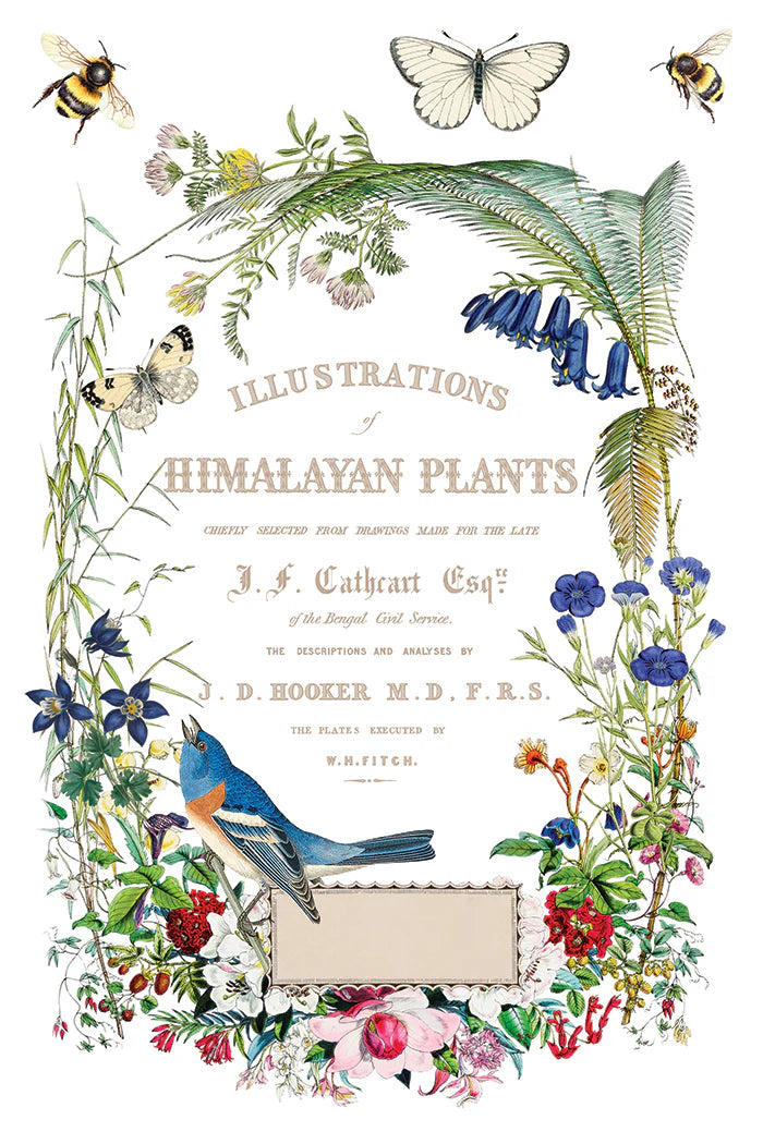 Transfer | FLORA GRECA | IOD Iron Orchid Designs
