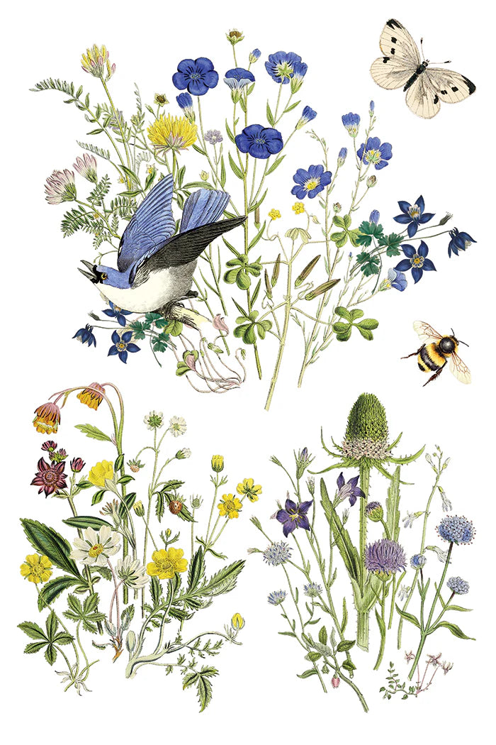 Transfer | FLORA GRECA | IOD Iron Orchid Designs