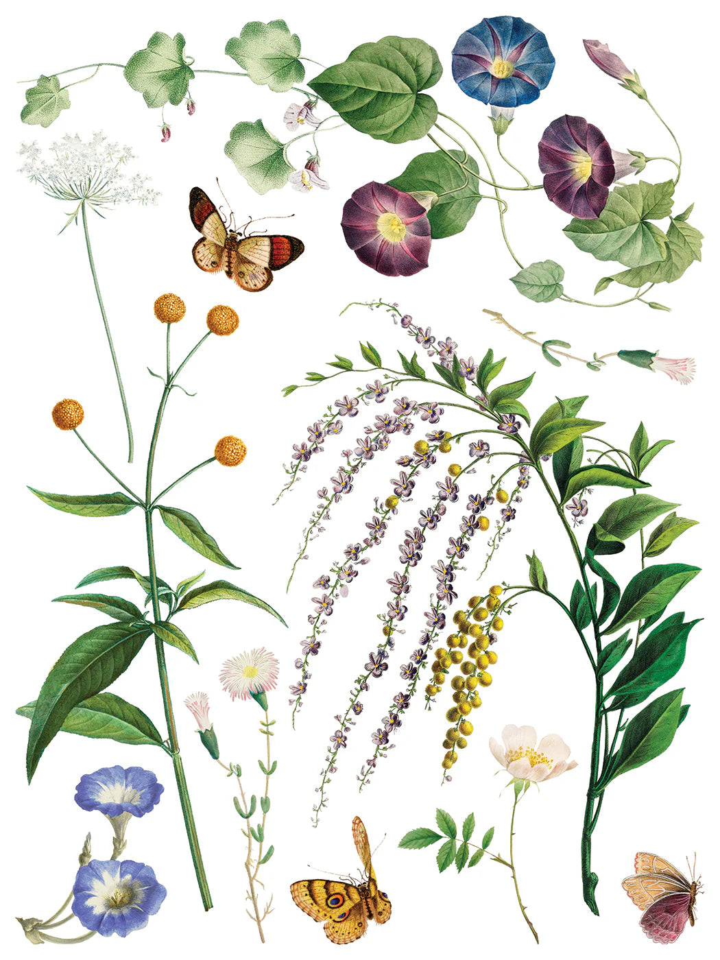 Transfer | MARCHE DES FLEURS | IOD Iron Orchid Designs