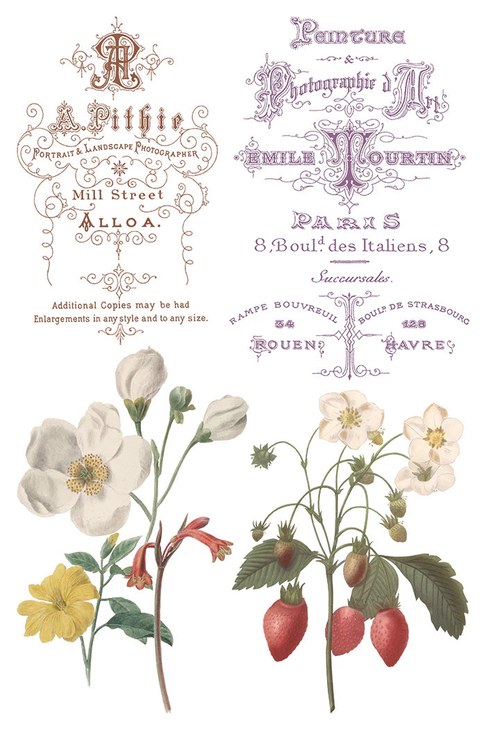 Transfer | SAINT OUEN | IOD Iron Orchid Designs