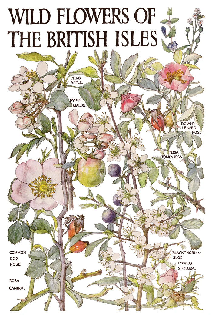 Transfer | PRIMROSE ISLE | IOD Iron Orchid Designs