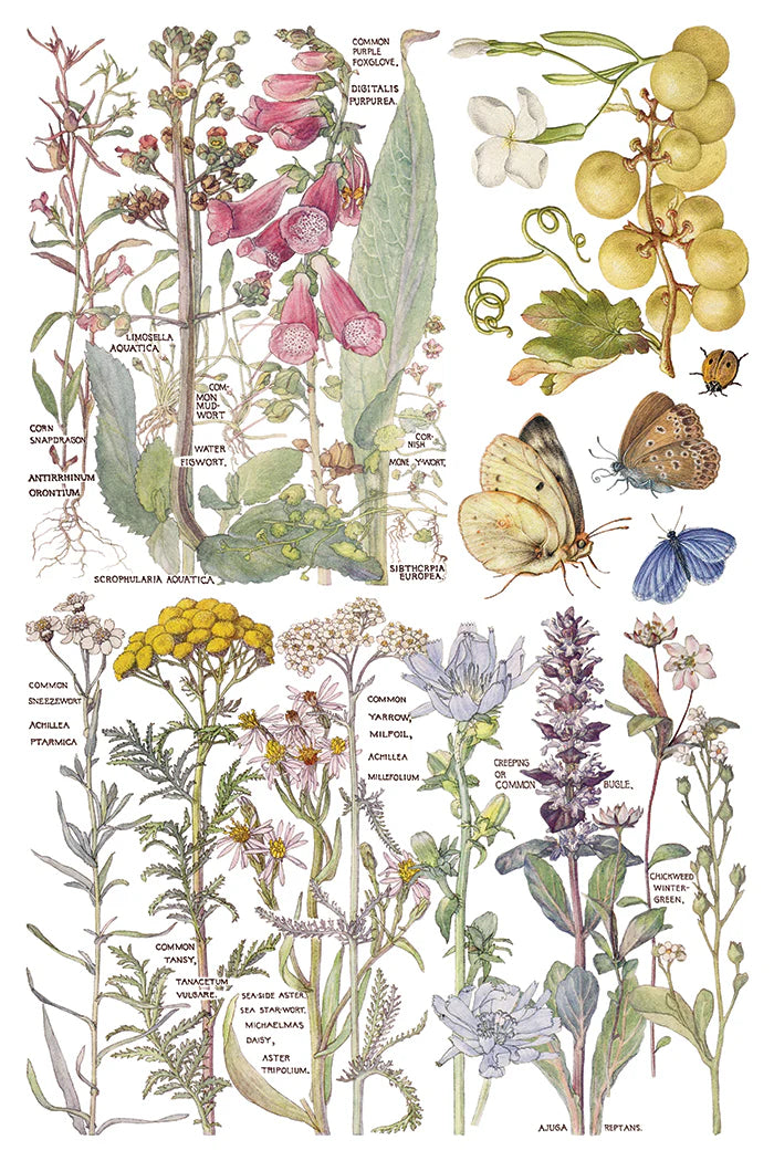 Transfer | PRIMROSE ISLE | IOD Iron Orchid Designs