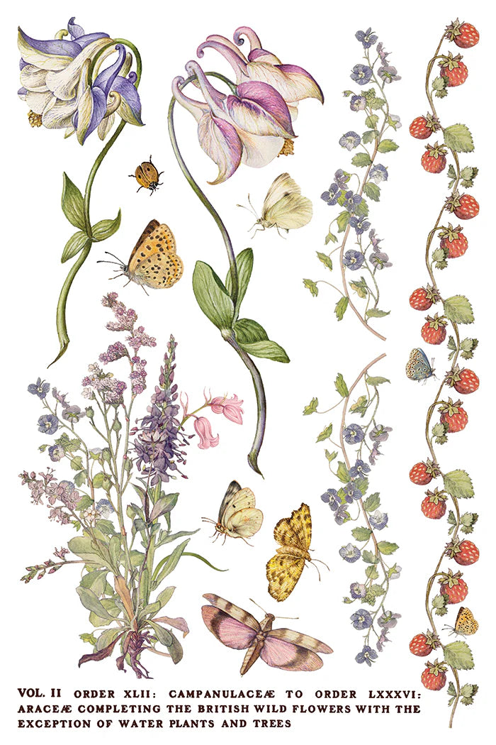 Transfer | PRIMROSE ISLE | IOD Iron Orchid Designs
