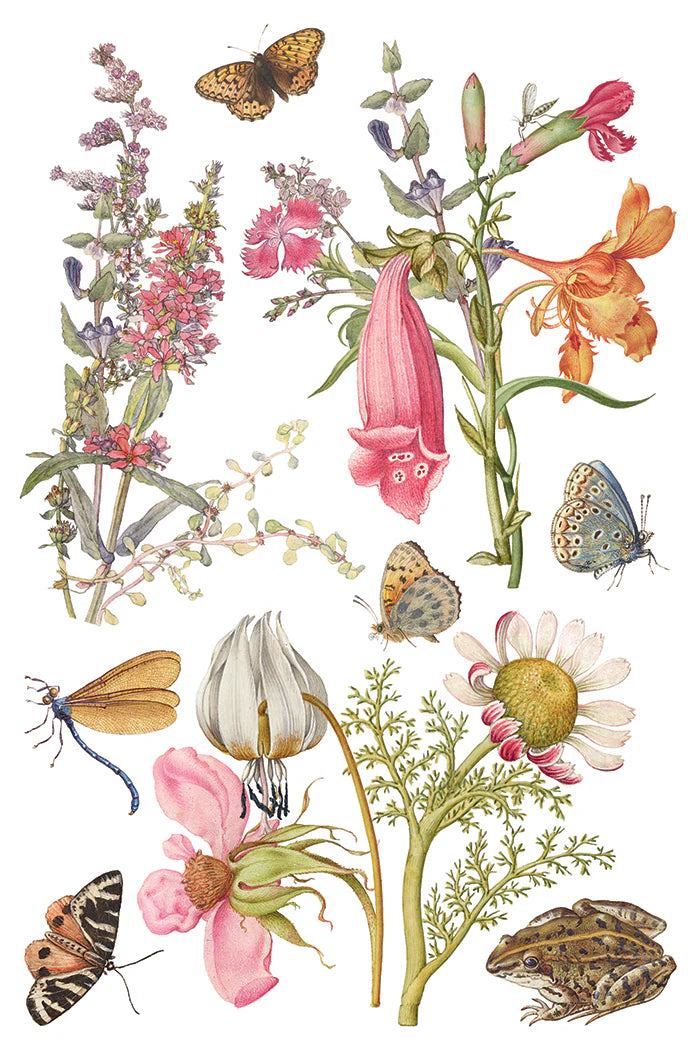 Transfer | PRIMROSE ISLE | IOD Iron Orchid Designs