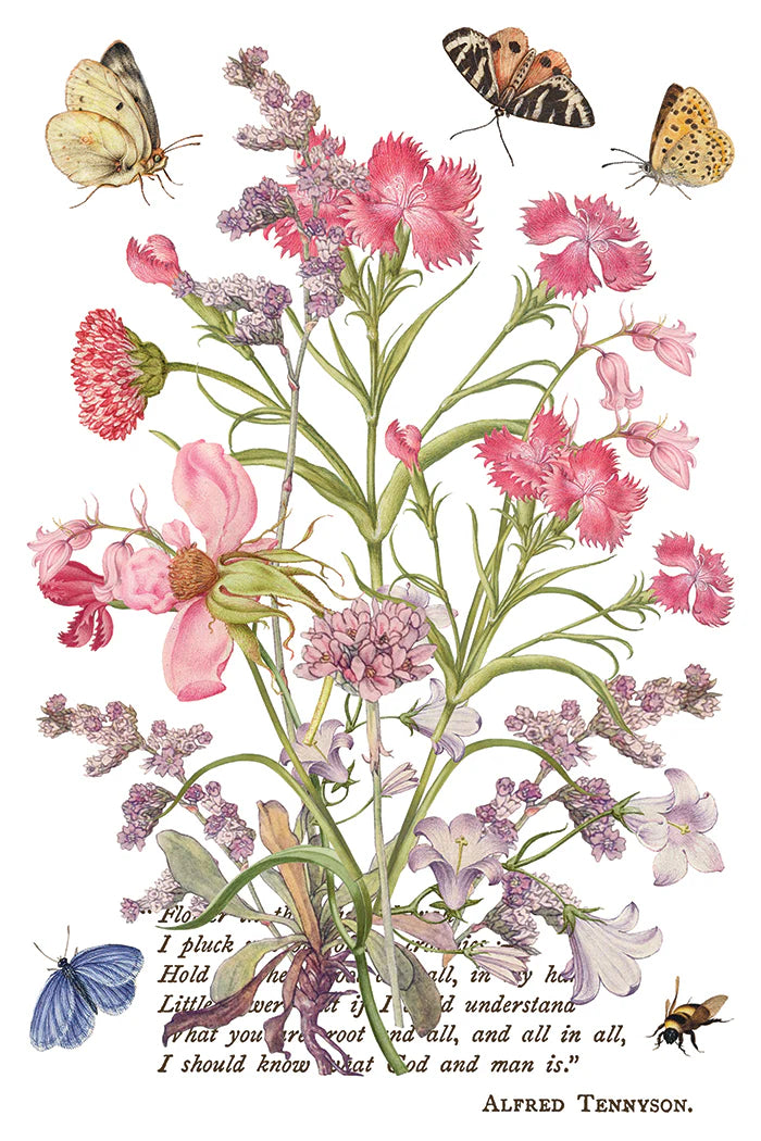 Transfer | PRIMROSE ISLE | IOD Iron Orchid Designs