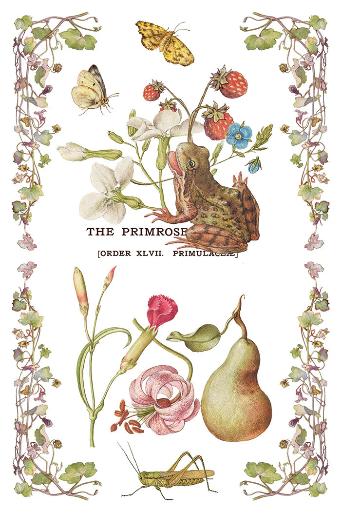 Transfer | PRIMROSE ISLE | IOD Iron Orchid Designs
