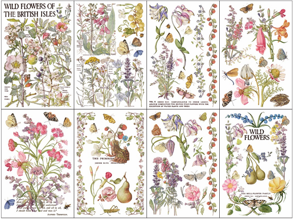 Transfer | PRIMROSE ISLE | IOD Iron Orchid Designs