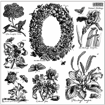 Stamp | NATURE'S ETCHINGS | IOD Iron Orchid Designs